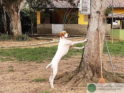 Pointers