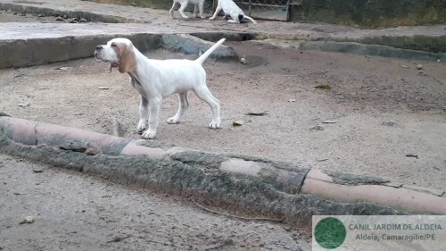 Pointers