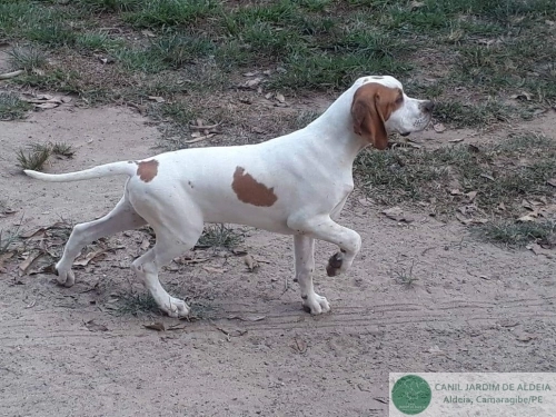 Pointers