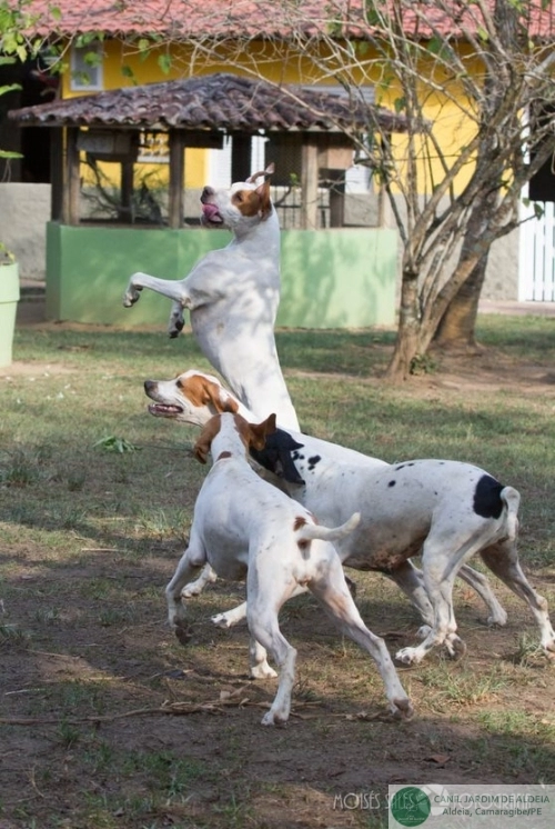 Pointers