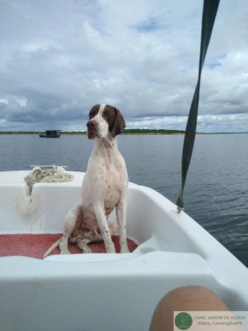Pointers